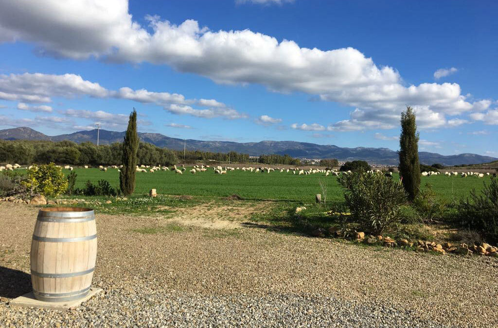 Visita in cantina in Sardegna