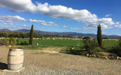 Visita in Cantina Sardegna – Serdiana